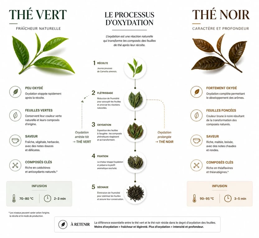 Infographie comparative illustrant les différences entre le thé noir et le thé vert, incluant leurs bienfaits et méthodes de préparation